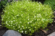 Sagina subulata Aurea Golden Irish Moss