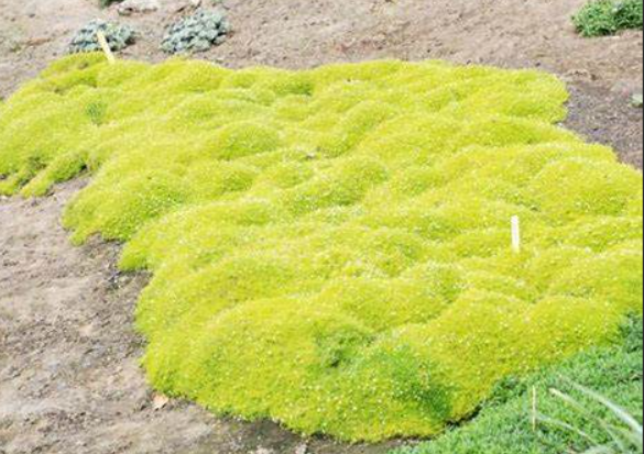 Sagina subulata Aurea Golden Irish Moss