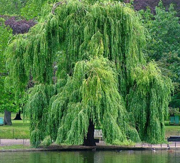 Salix babylonica Weeping Willow