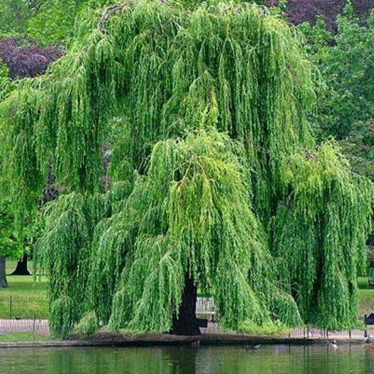 Salix babylonica Weeping Willow