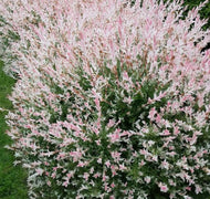 Salix Hakuro Nishiki