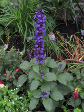 Load image into Gallery viewer, Salvia Mystic Spires
