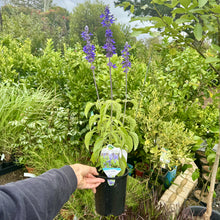 Load image into Gallery viewer, Salvia Mystic Spires
