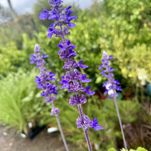 Load image into Gallery viewer, Salvia Mystic Spires
