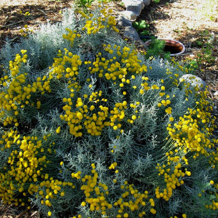 Santolina chamaecyparissus Lavender Cotton