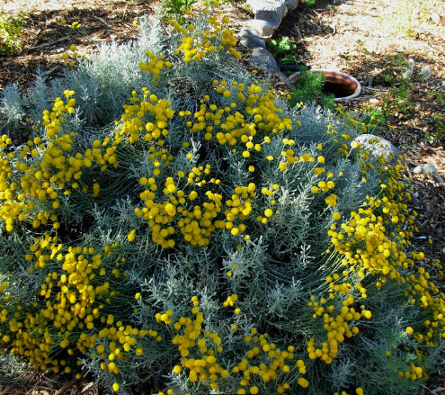 Santolina chamaecyparissus Lavender Cotton