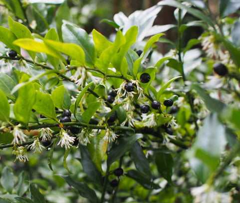 Sarcococca confusa Sweet Box