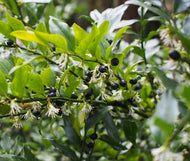 Sarcococca confusa Sweet Box