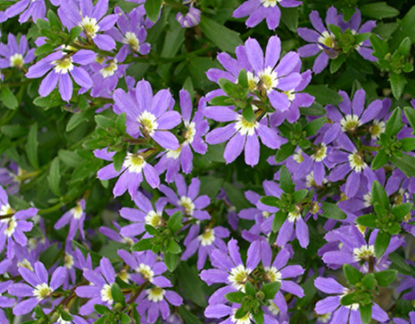 Scaevola aemula Aussie Crawl