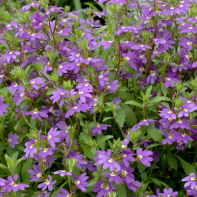 Scaevola aemula Aussie Salute