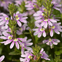 Load image into Gallery viewer, Scaevola aemula Aussie Salute Pink PBRe
