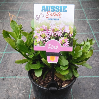 Scaevola aemula Aussie Salute Pink PBRe