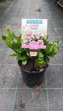 Load image into Gallery viewer, Scaevola aemula Aussie Salute Pink PBRe
