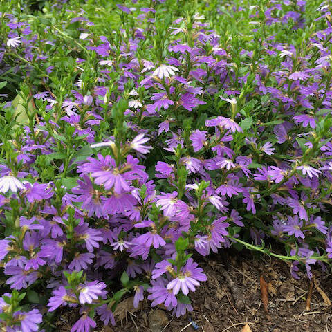 Scaevola aemula Blue Ribbon