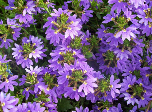 Scaevola aemula Mauve Clusters