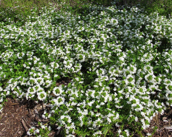 Scaevola albida White Carpet