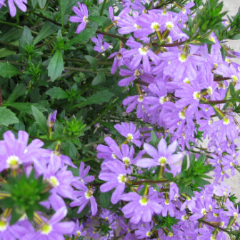 Scaevola Bondi Blue tm