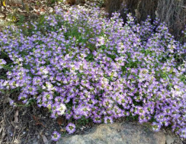 Scaevola Bright Eyes