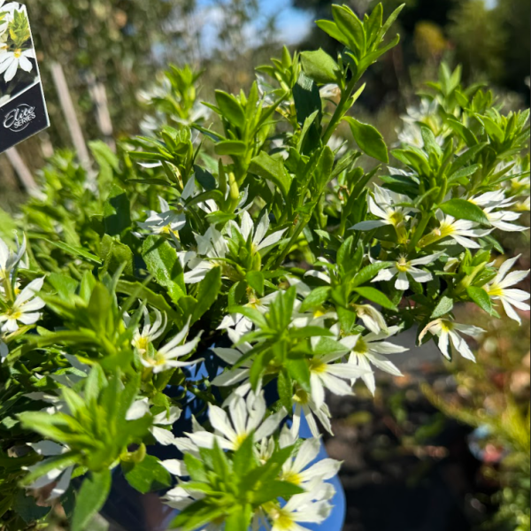 Scaevola aemula Elite White Drift
