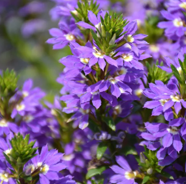 Scaevola aemula Fantasy Purple