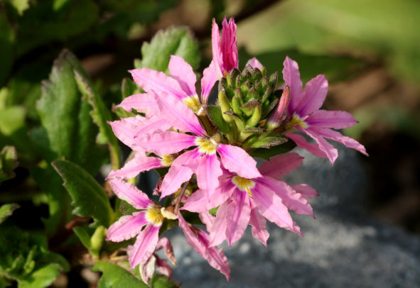 Scaevola humilis PBR PINK FUSION tm