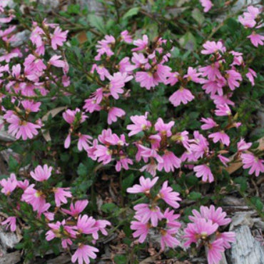 Scaevola striata Pink Perfection