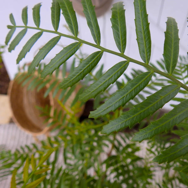 Schinus areira Peppercorn Tree