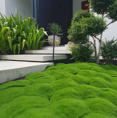 Scleranthus biflorus