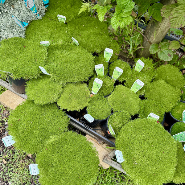 Scleranthus biflorus