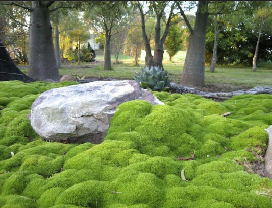 Scleranthus biflorus Lime Lava