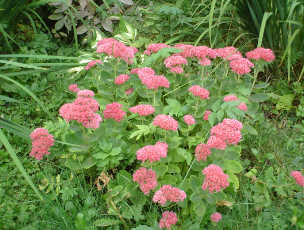 Sedum Autumn Joy