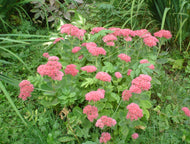 Sedum Autumn Joy