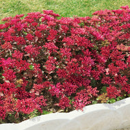 Sedum Dragons Blood