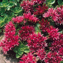 Load image into Gallery viewer, Sedum Dragons Blood
