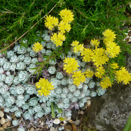 Sedum spathulifolium Cape Blanco