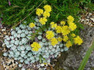 Sedum spathulifolium Cape Blanco