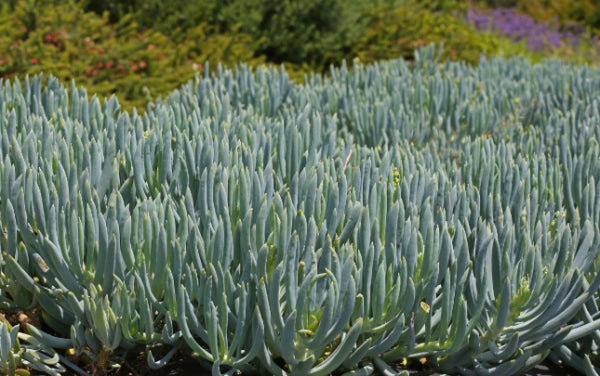 Senecio serpens Blue Chalksticks