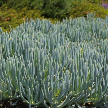 Senecio serpens Blue Chalksticks