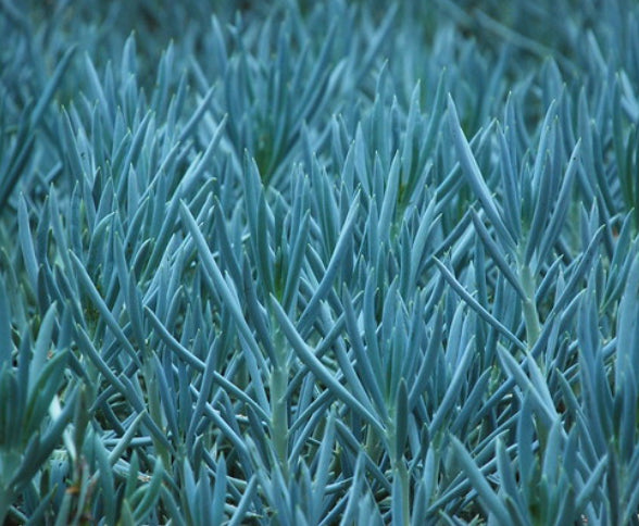 Senecio serpens {Blue Chalksticks}