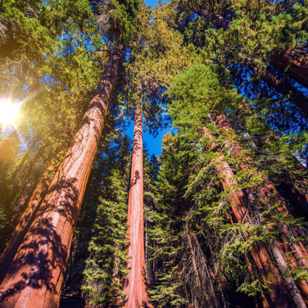 Sequoiadendron giganteum