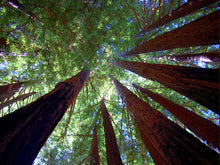 Load image into Gallery viewer, Sequoia sempervirens Coast Redwood
