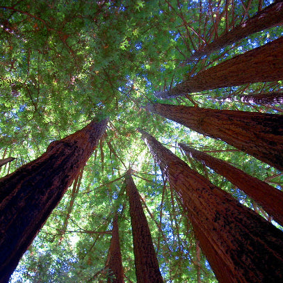 Sequoia sempervirens Coast Redwood