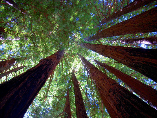 Sequoia sempervirens Coast Redwood