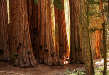 Load image into Gallery viewer, Sequoia sempervirens Coast Redwood
