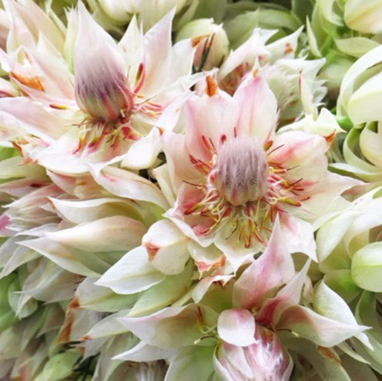 Serruria florida 'Blushing Bride'