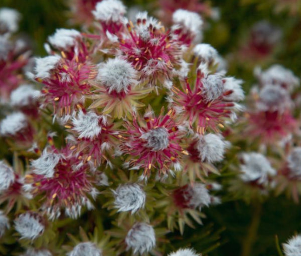 Serruria phylicoides Raspberry Burst