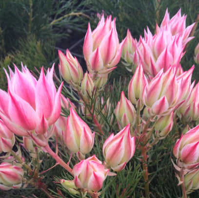 Serruria 'Pretty in Pink' PBR