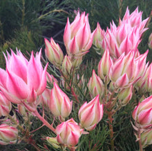 Load image into Gallery viewer, Serruria &#39;Pretty in Pink&#39; PBR
