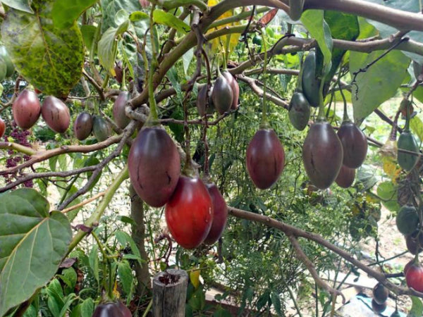 Solanum betaceum (Tamarillo)