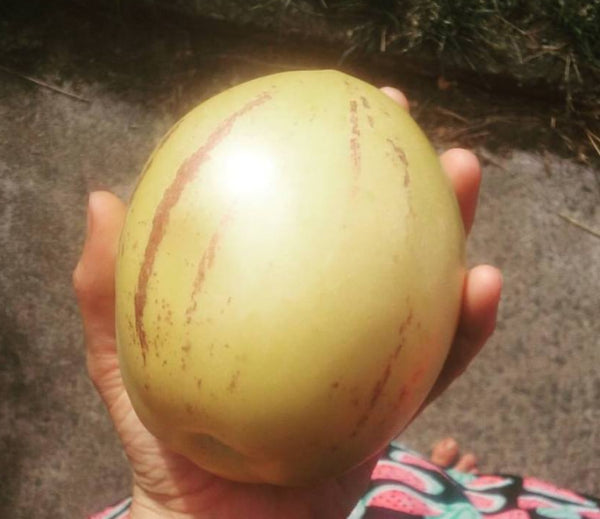 Solanum muricatum (Pepino) (Cameron Apple)